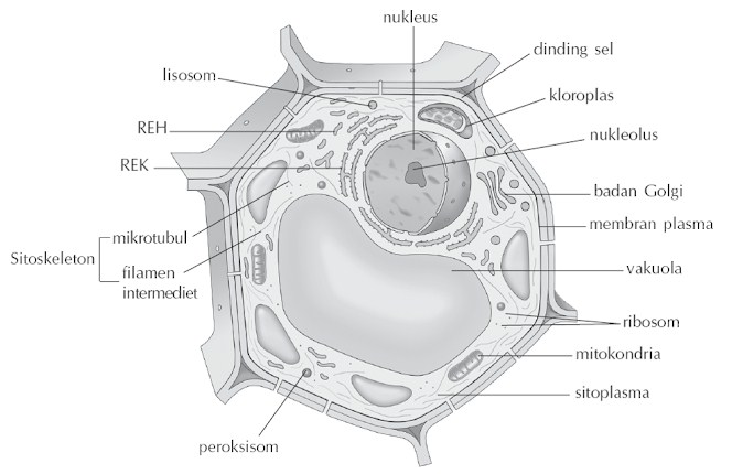 Sel Tumbuhan dan Organel